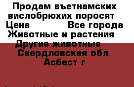 Продам въетнамских вислобрюхих поросят › Цена ­ 2 500 - Все города Животные и растения » Другие животные   . Свердловская обл.,Асбест г.